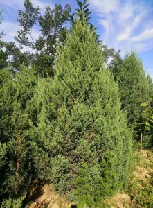 Juniperus formosana Hayata 1