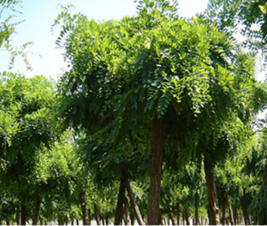 Maackia amurensis Maxim. 1