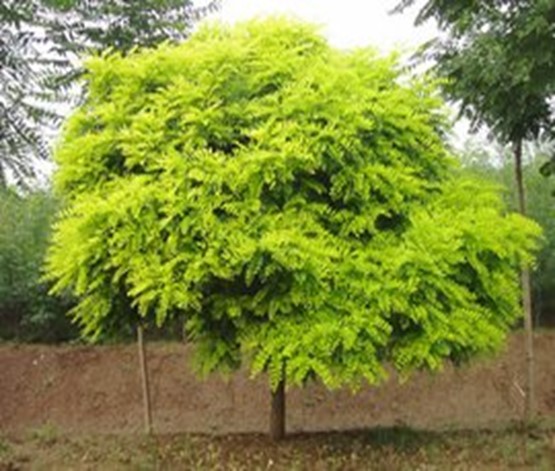 Maackia amurensis Maxim. 2