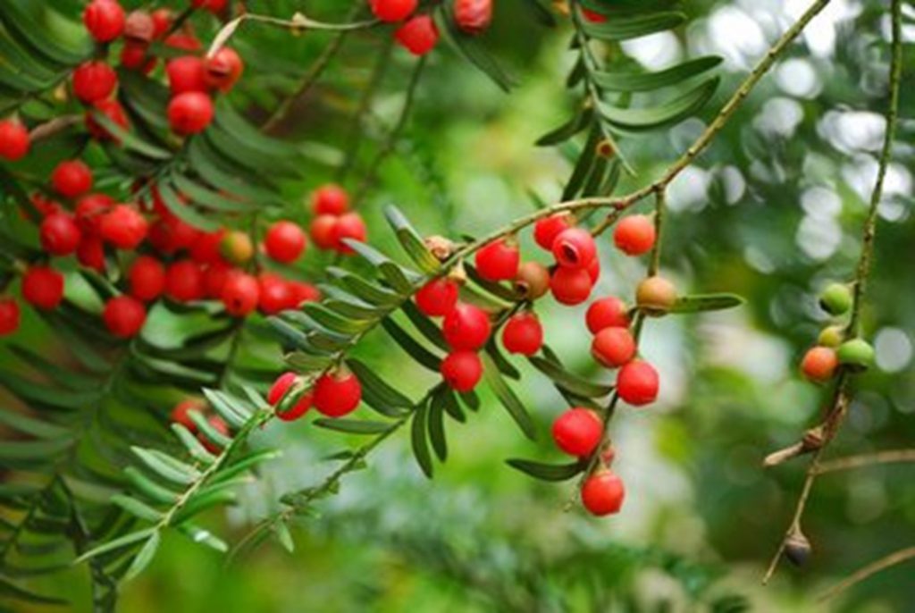 Taxus-chinensis-Rehd