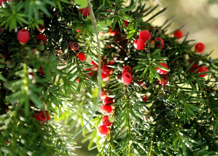 Taxus-chinensis-Rehd2